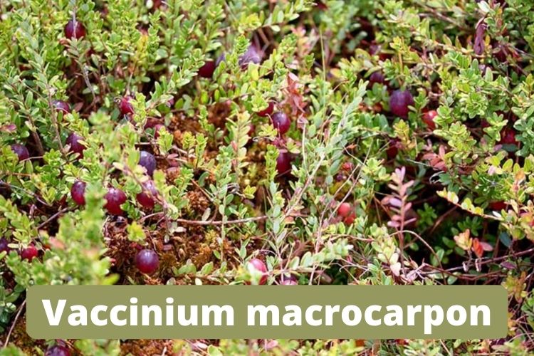 vaccinium-macrocarpon-baies-plante-amerique-du-nord