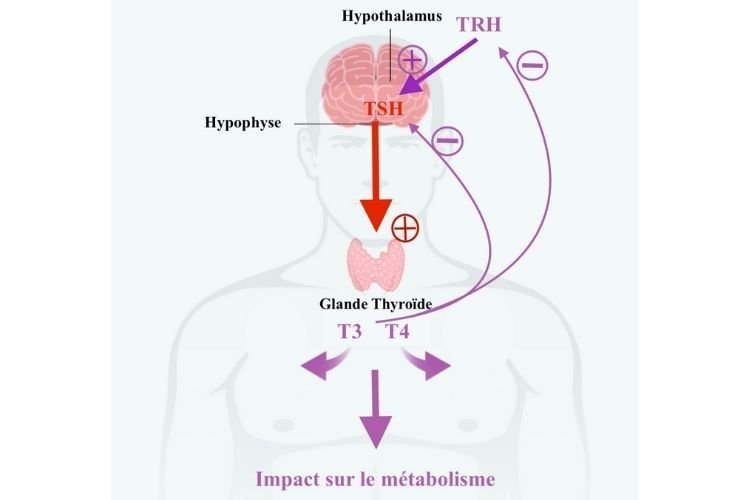 comment-fonctionne-la-boucle-endocrinienne-de-la-thyroide-les-retrocontroles