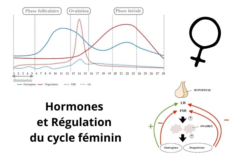 les-hormones-du-cycle-feminin-comment-ca-fonctionne