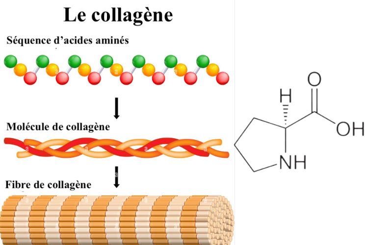 comment-est-fabriqué-collagene